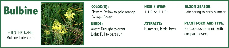 Bulbine