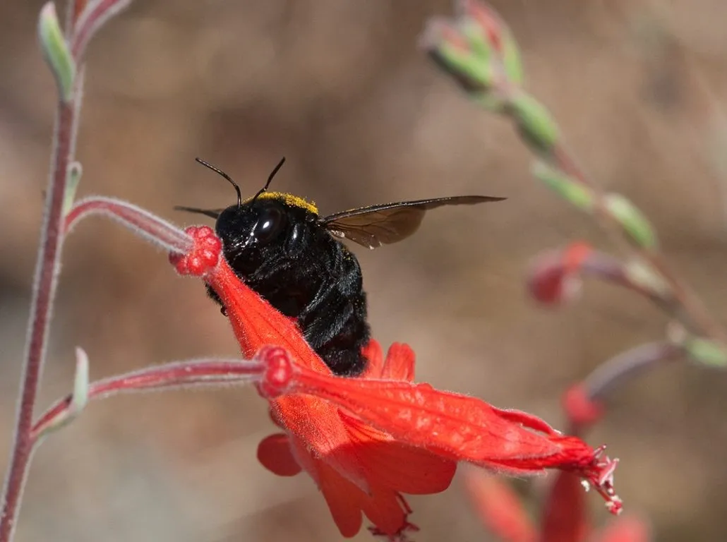 CarpernterBeeOnFuschia