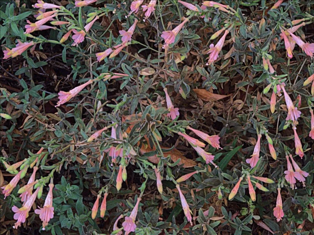 MarinPinkFuschia