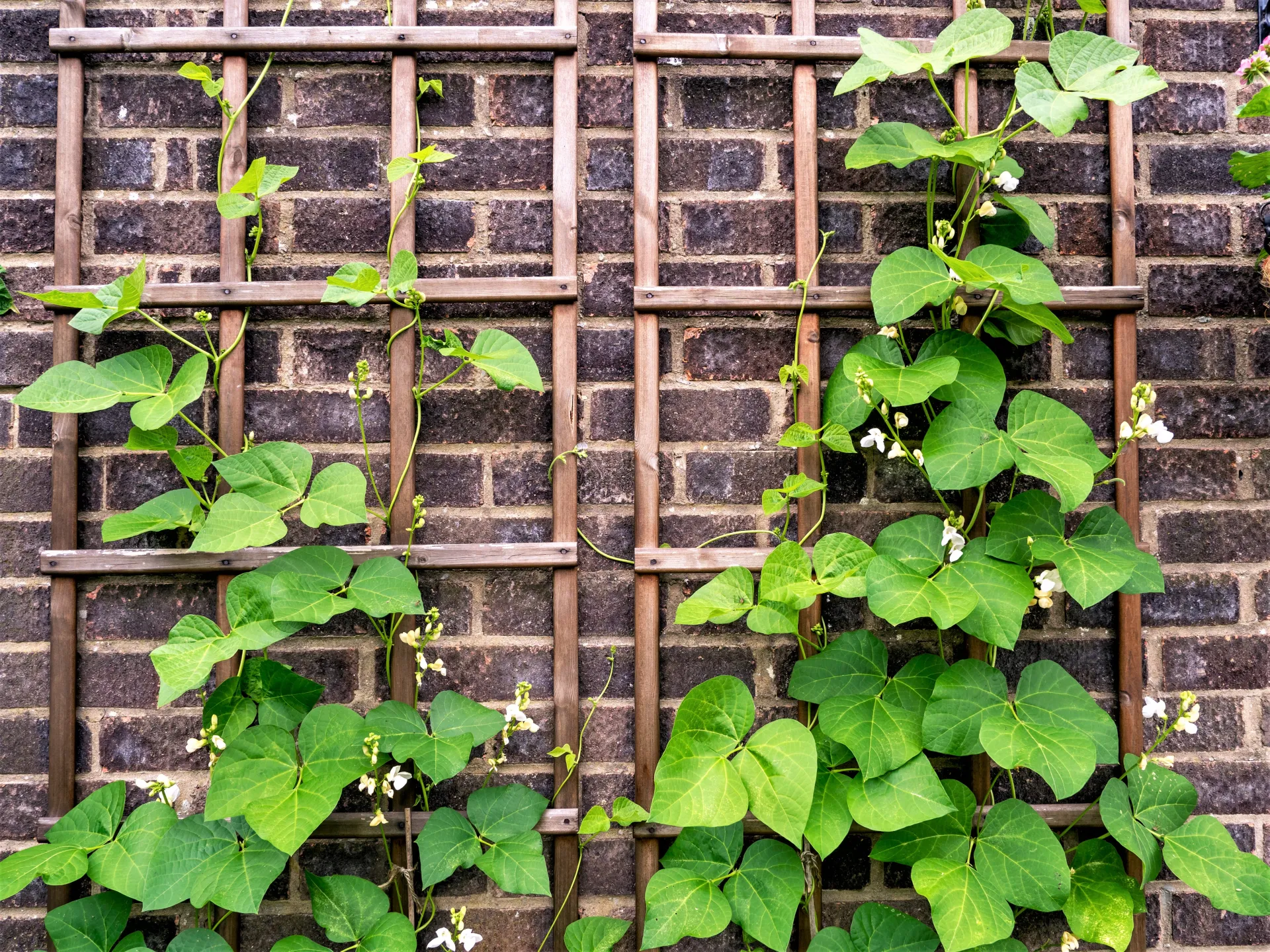 Bean Trellis along patio home wall- Courtesy Shutterstock
