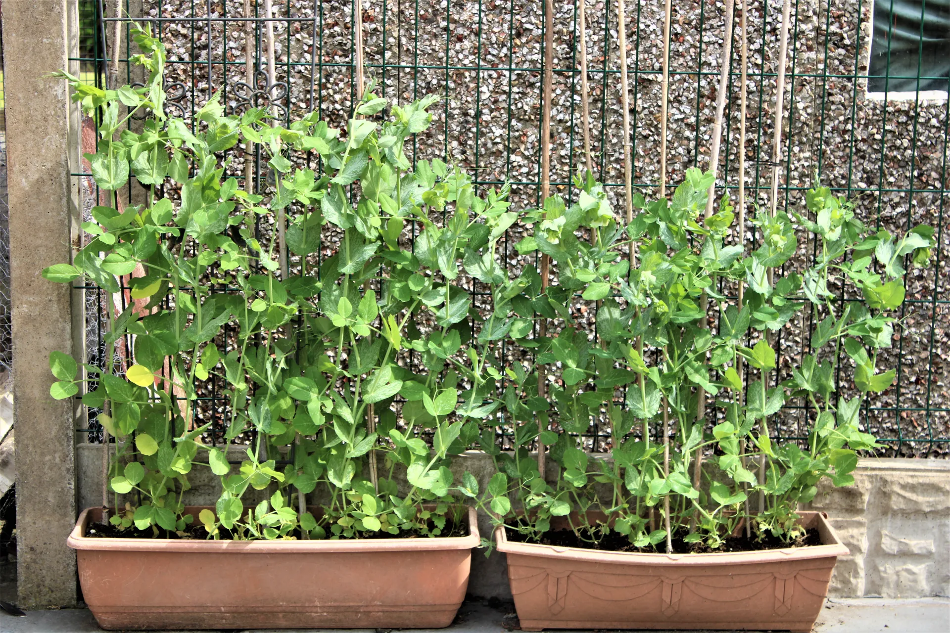 Summer peas can grow successfully in containers- Courtesy Shutterstock