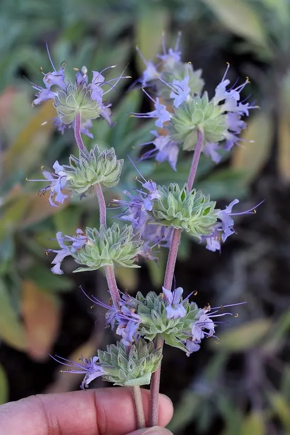 Photo Courtesy of Annie's Annuals & Perennials