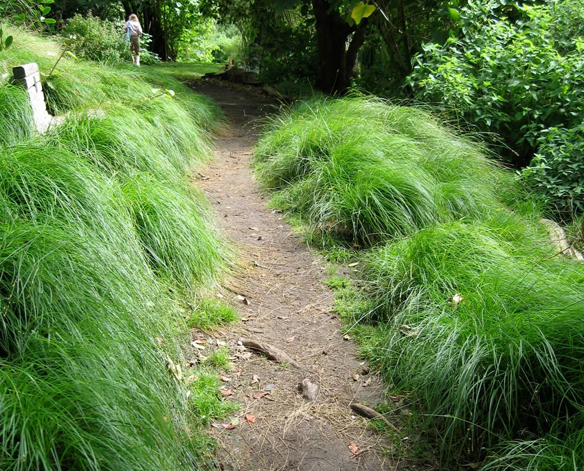 Photo Courtesy of Annie's Annuals & Perennials