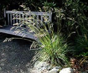 Photo Courtesy of Annie's Annuals & Perennials