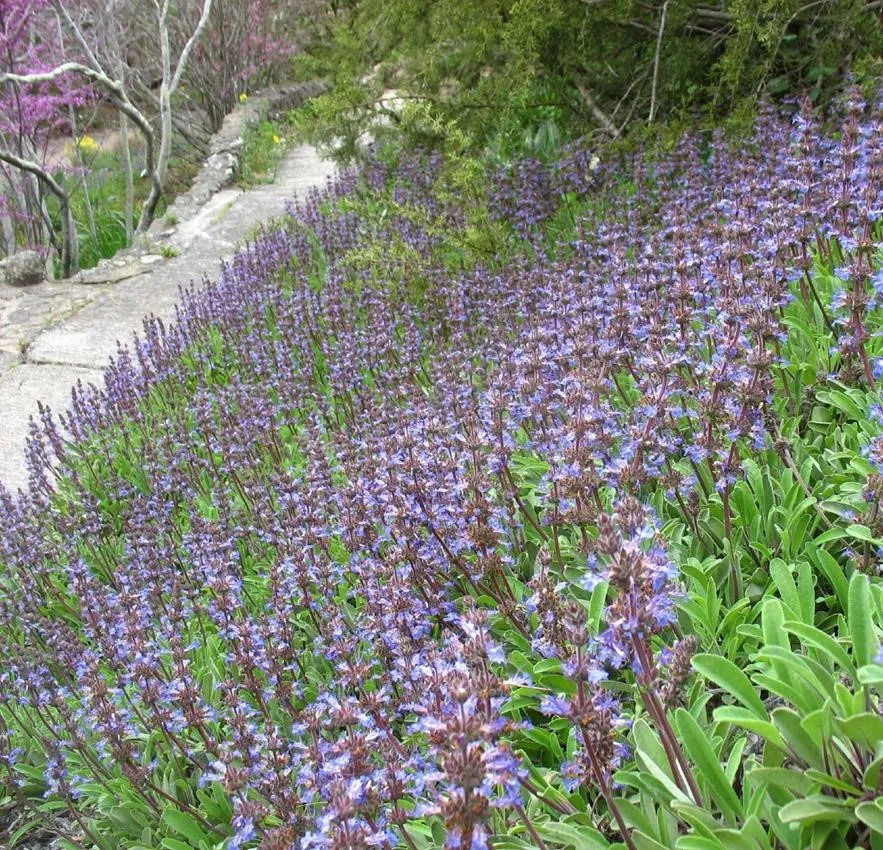 Photo Courtesy of Annie's Annuals & Perennials