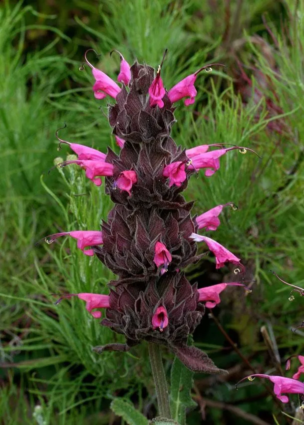 Photo Courtesy of Annie's Annuals & Perennials
