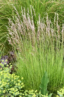 Photo Courtesy of Annie's Annuals & Perennials