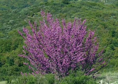 Photo Courtesy of Annie's Annuals & Perennials