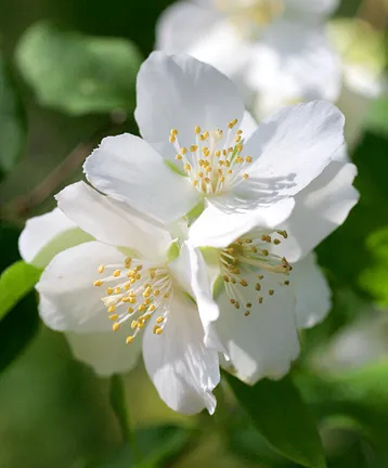 Photo Courtesy of Annie's Annuals & Perennials