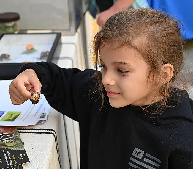 Teagan Pelusi, 4, of Pleasant Hill, is fascinated by a green fruit beetle larva. "We love learning about bugs," said her father Christopher Van Steyn, as the larva captivated her interest. (Photo by Kathy Keatley Garvey)