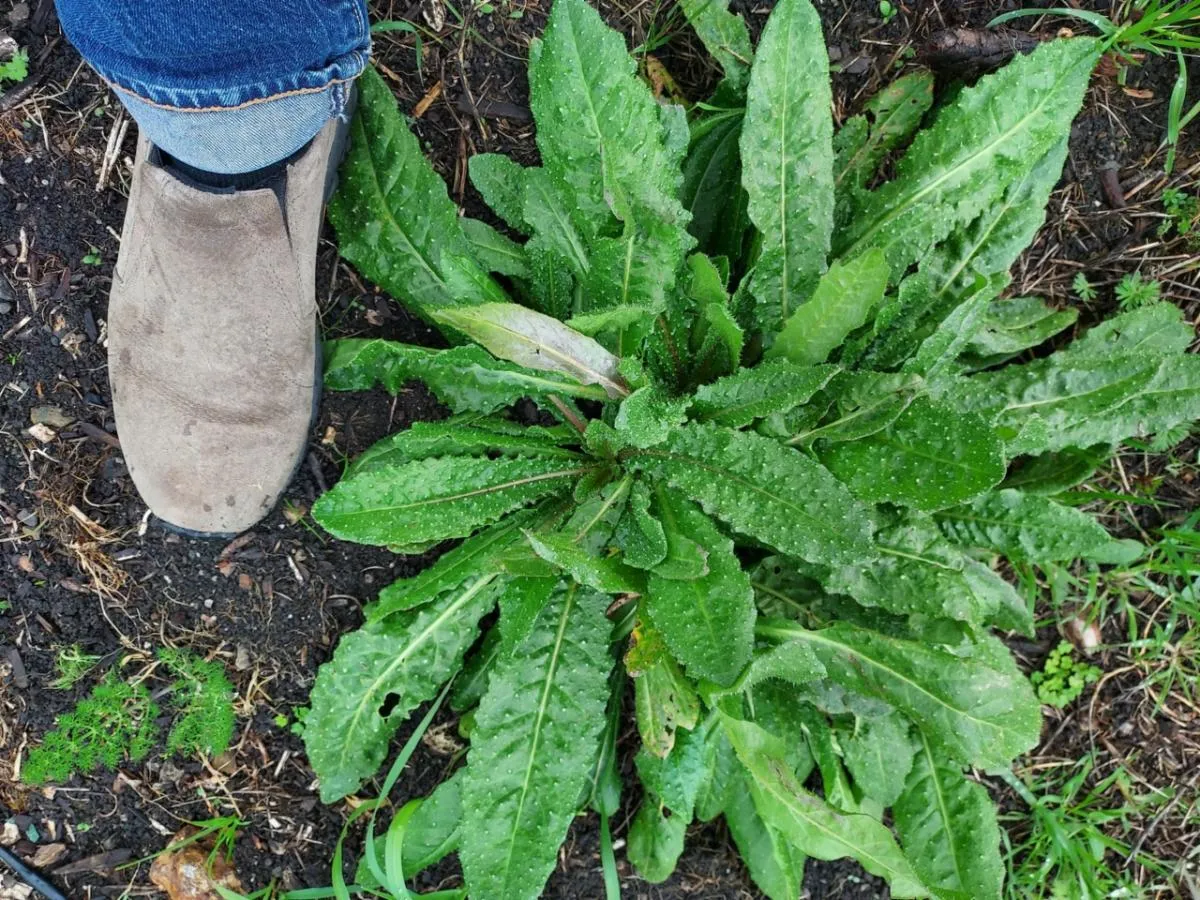 16-05-23Oxtongue