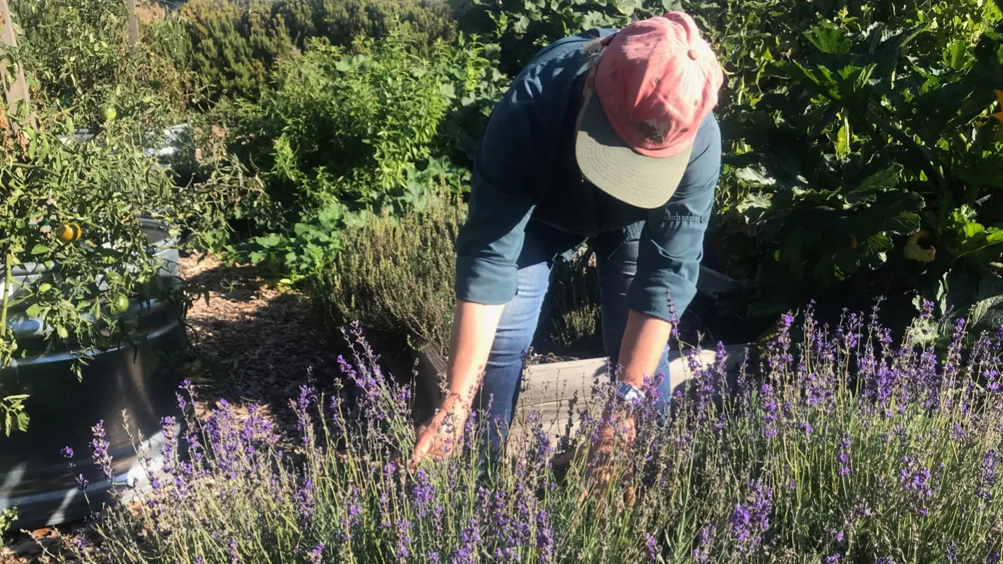 Organic garden