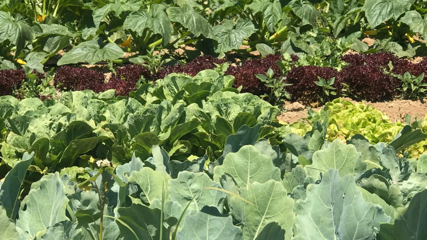 Organic gardening 1