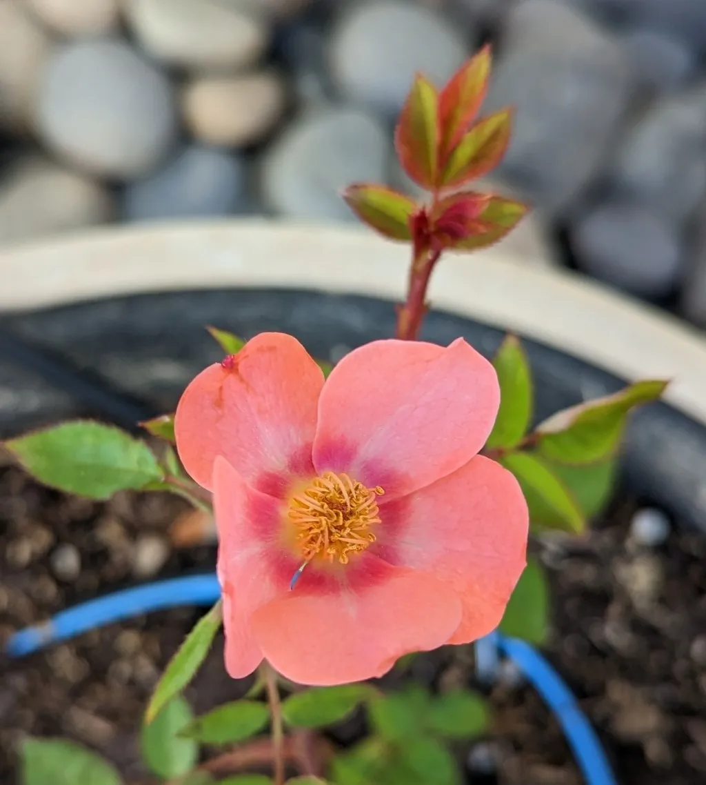 unnamed rose 2
