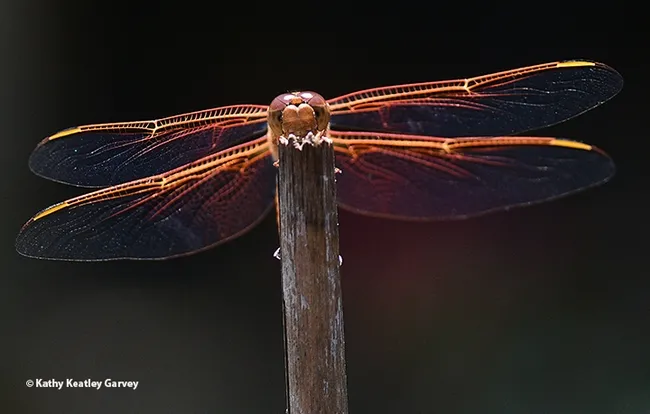 Another view of the flameskimmer, Libellula saturata. (Photo by Kathy Keatley Garvey)