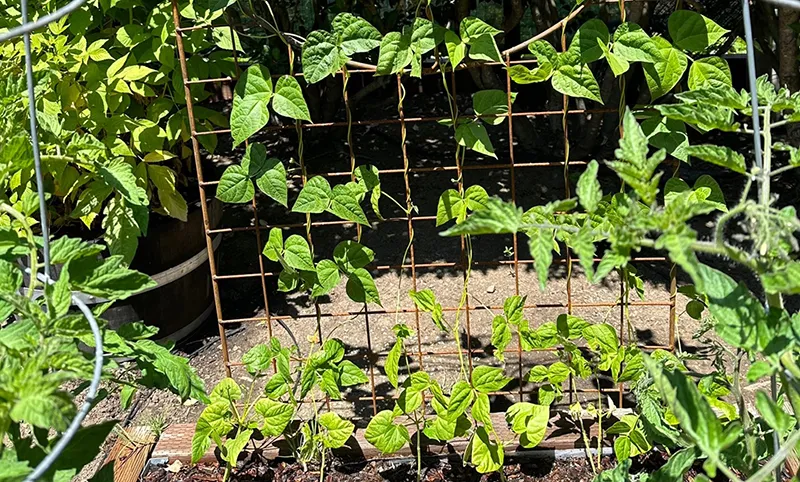 Pole beans