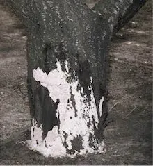 Potent sap rot fungus Oxyporus latemarginatus fruiting body. Copyright Regents of the University of California 2007