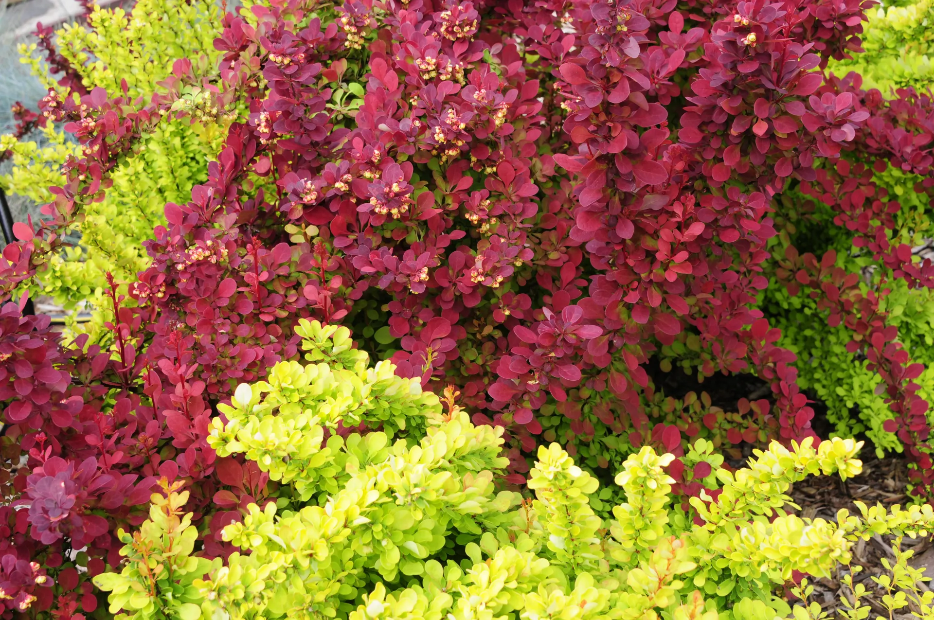 Japanese Barberry, complementary colors. Orange Rocket and Golden Rocket.