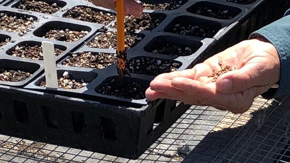 Starting seeds 1