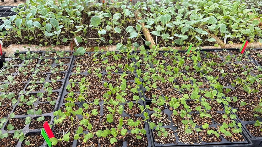 Starting Seeds 2