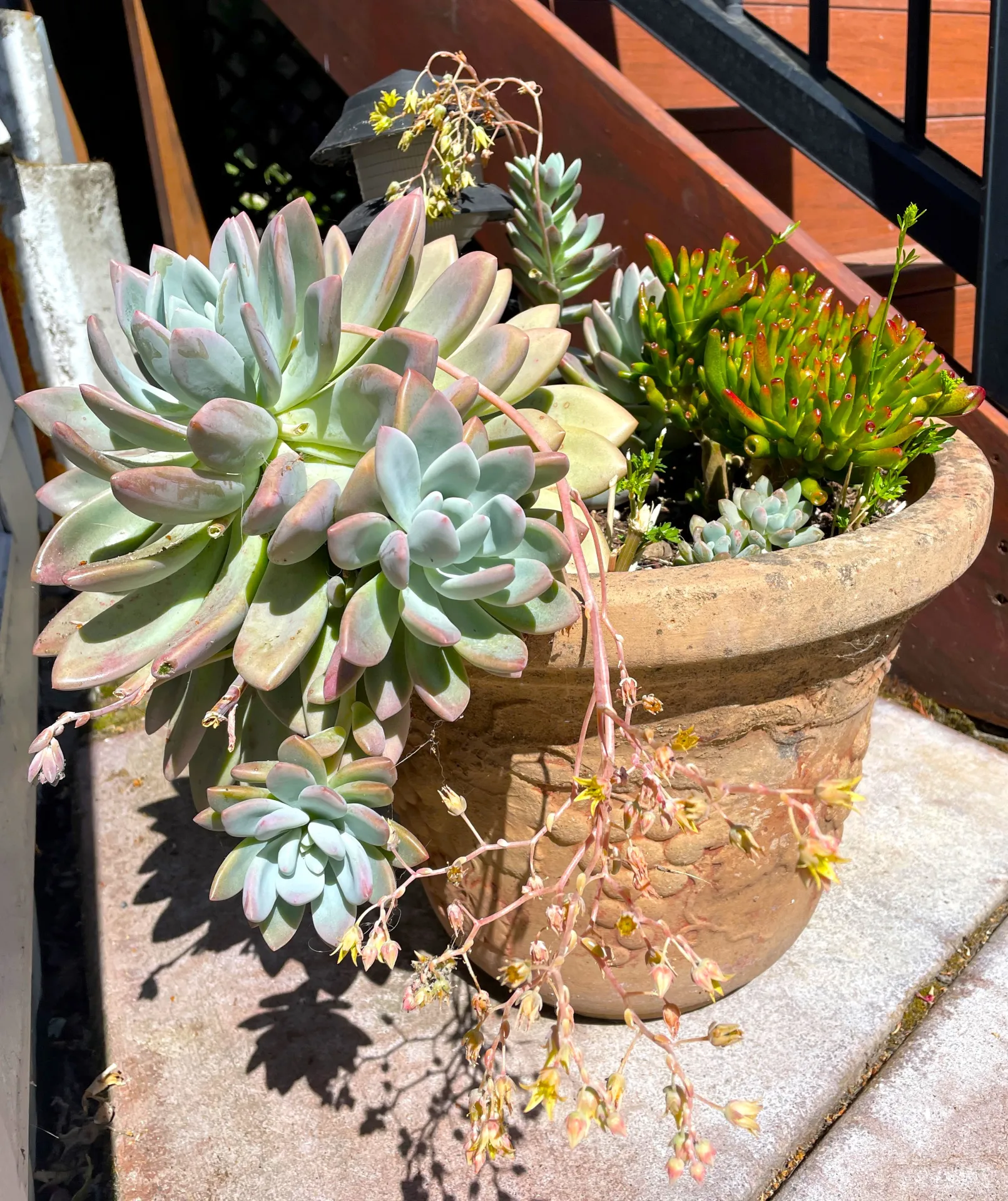 Succulents as container plants for small spaces_Courtesy David George