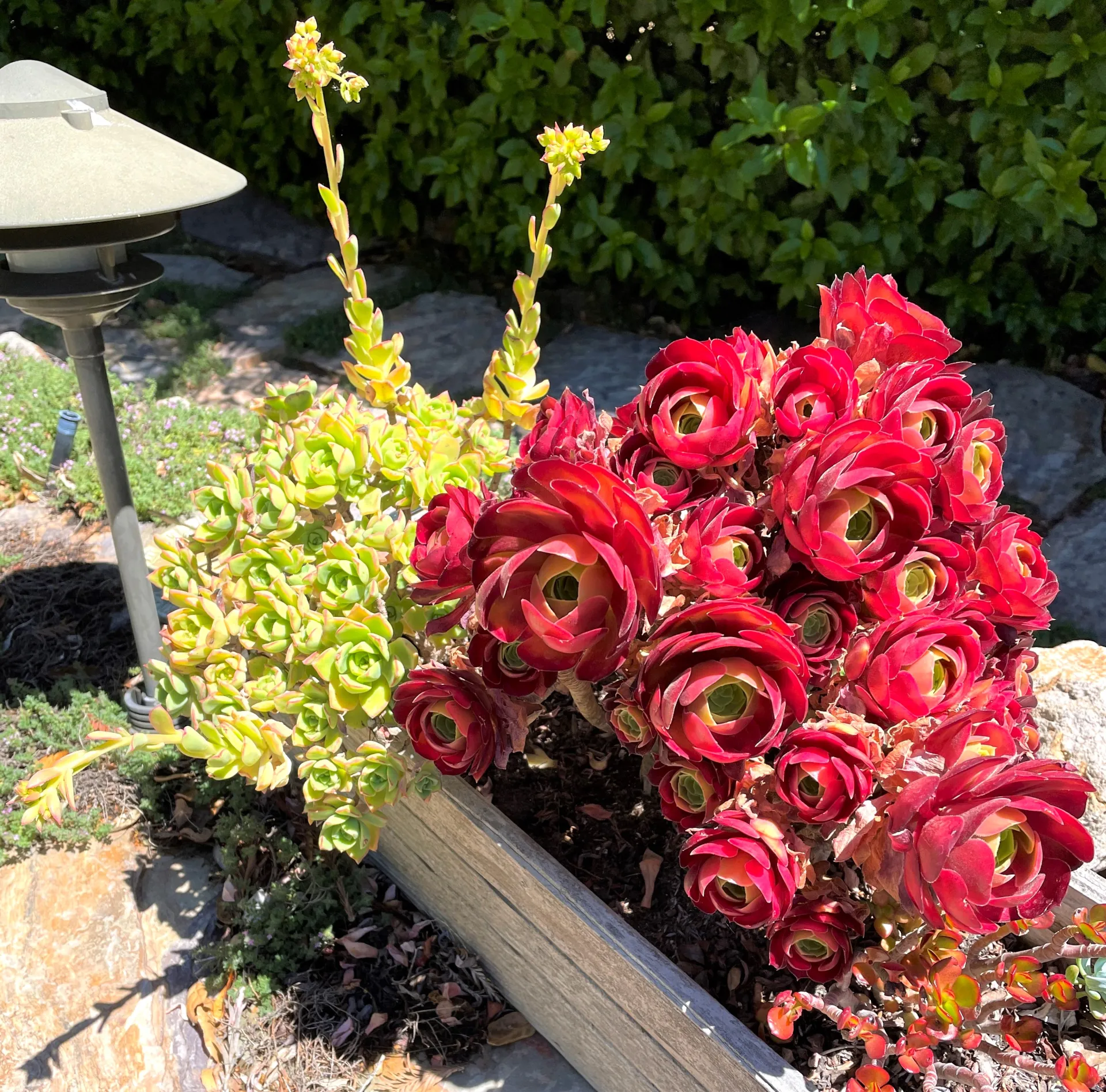 Succulents add interesting shapes and colors to your patio_Courtesy David George