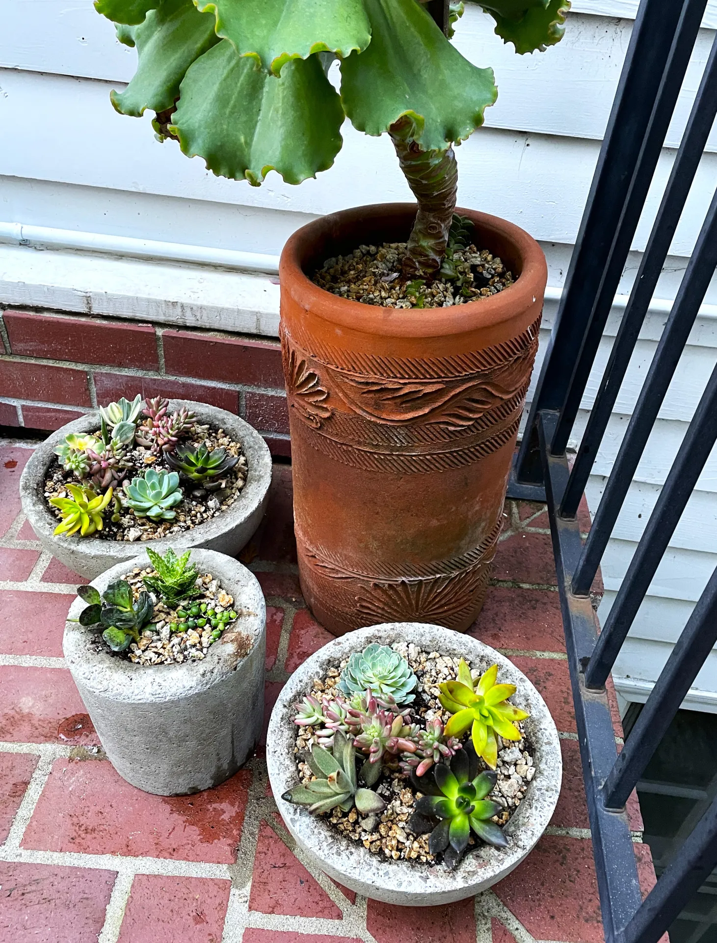 Small succulents clustered in shallow pots_Courtesy David George