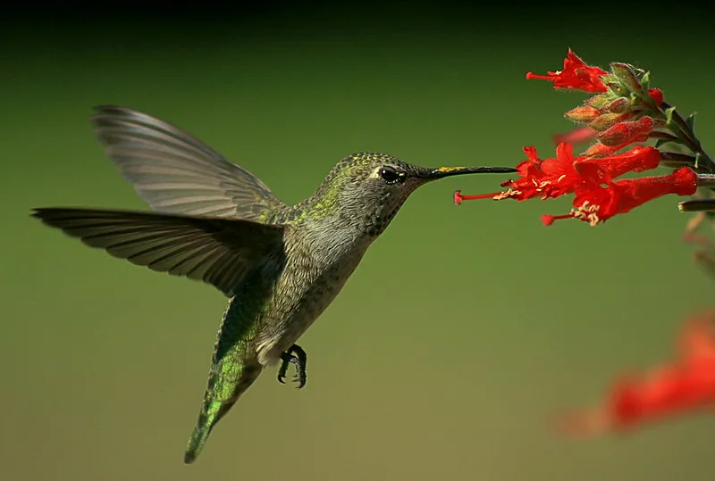 AnnasHummingbird_TJG