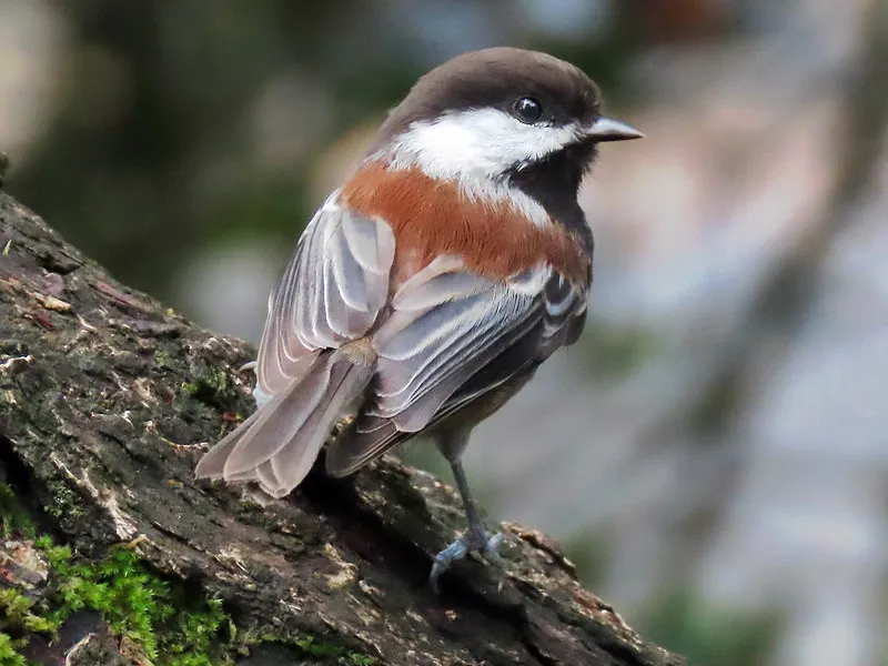 ChestnutBackedChicadee_RichardGriffin_CC BY-SA 2_0