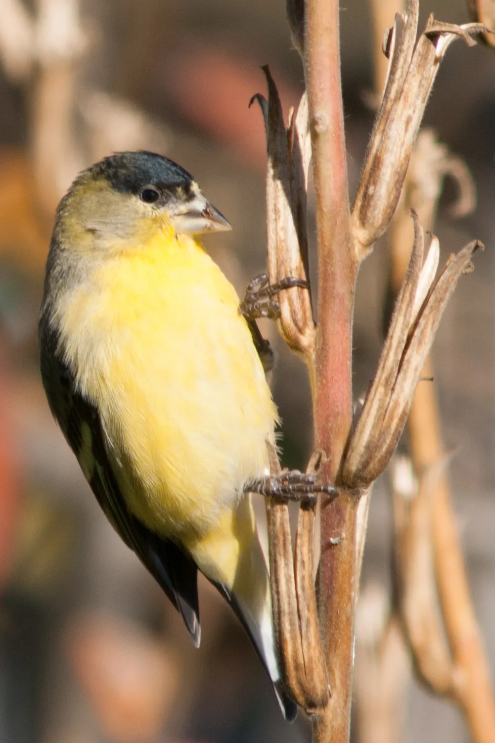 goldfinches_HG