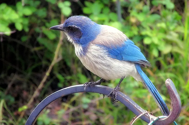 ScrubJay_TJG