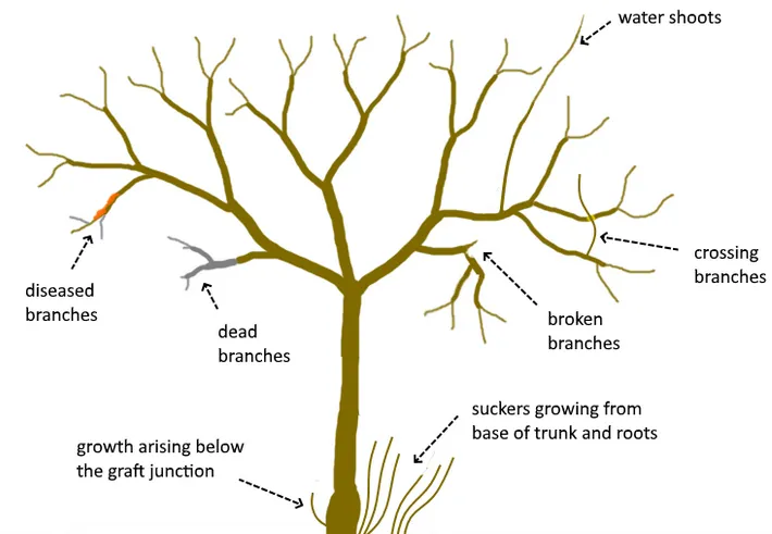 What to Prune