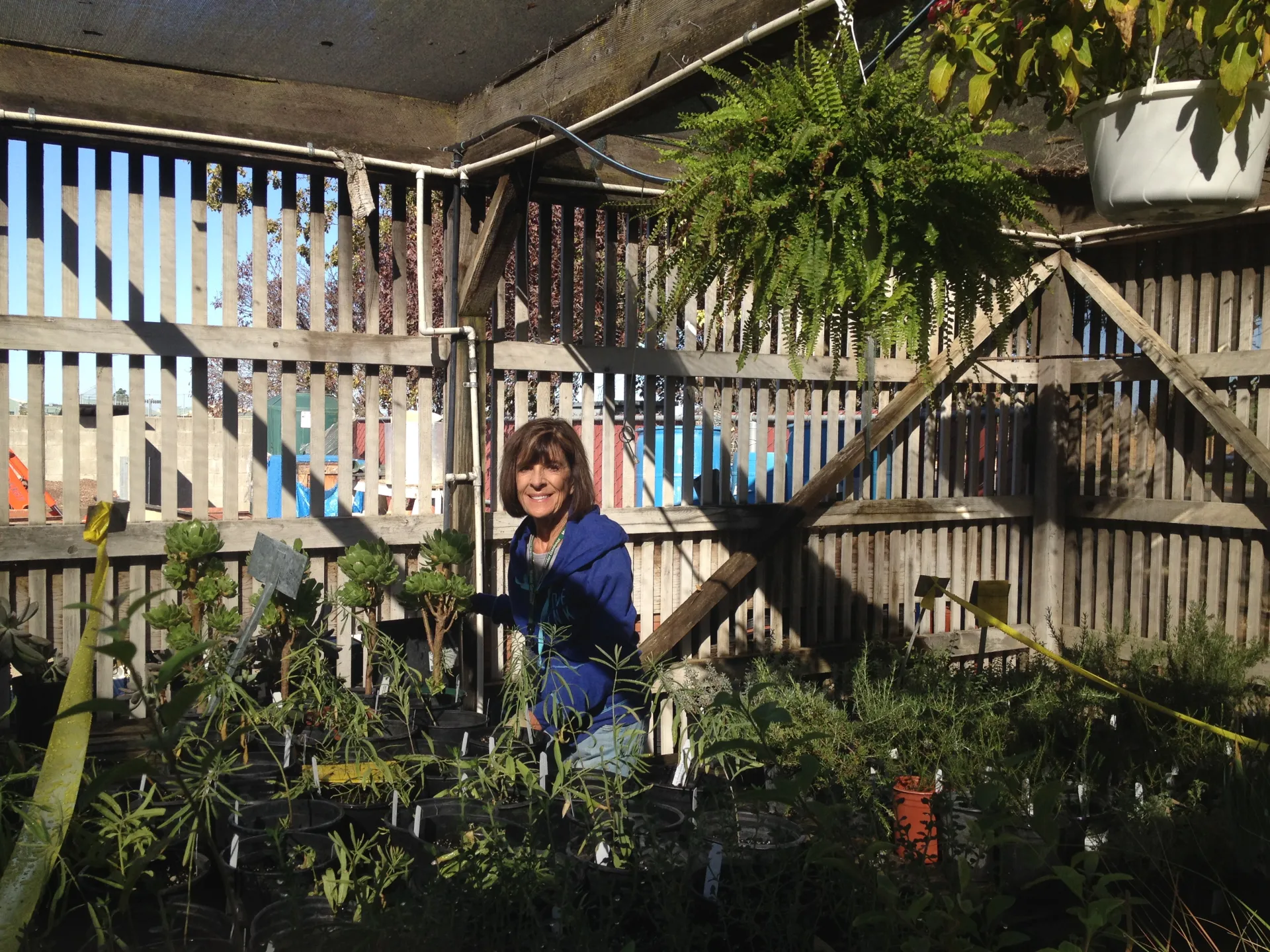 Ursula H. getting ready for our plant sale. photo credit Maryellen Mackenzie