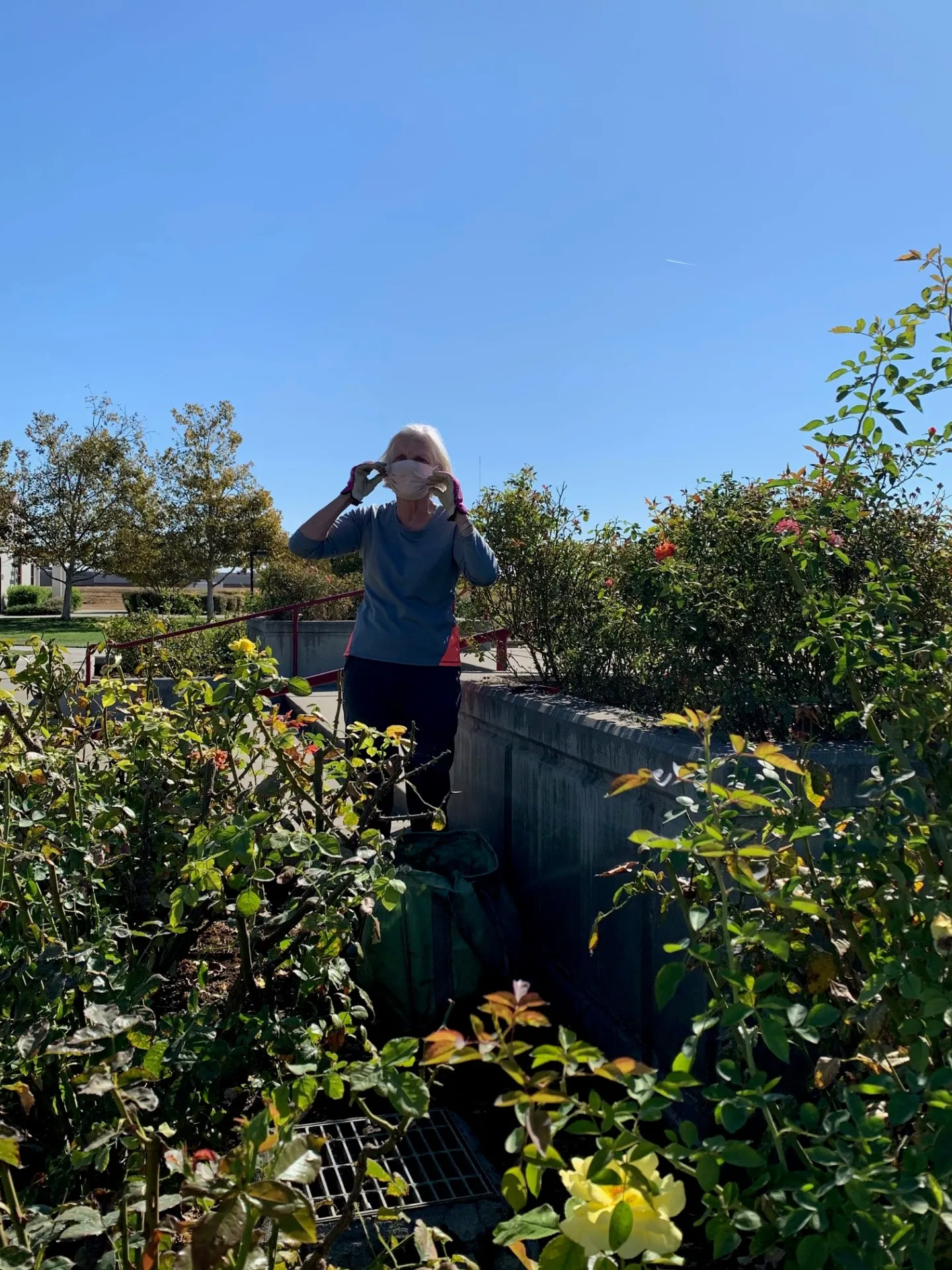Maryellen M. in her element-the Rose Garden at Woodland Comm. College