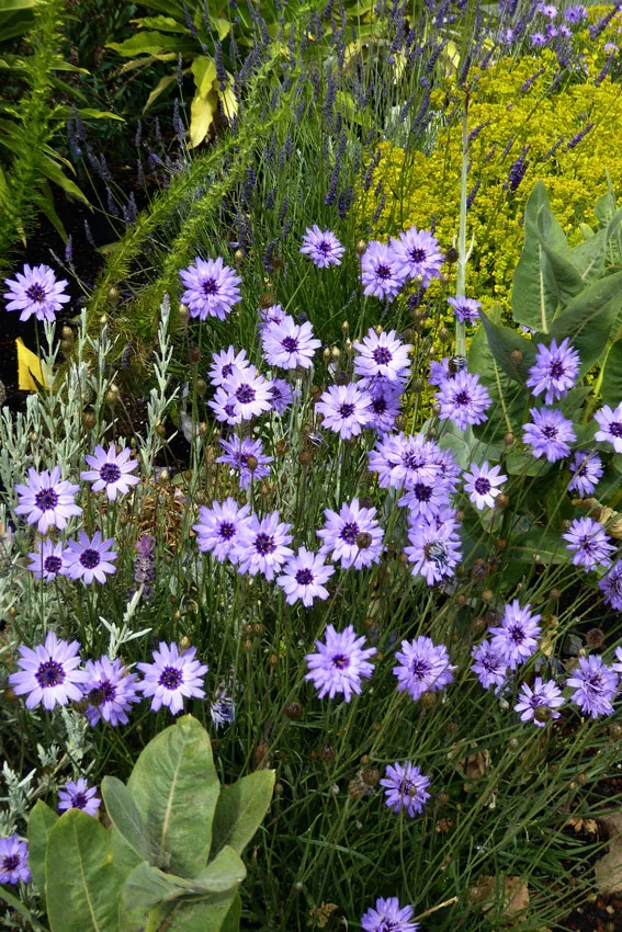 Photo Courtesy of Annie's Annuals & Perennials