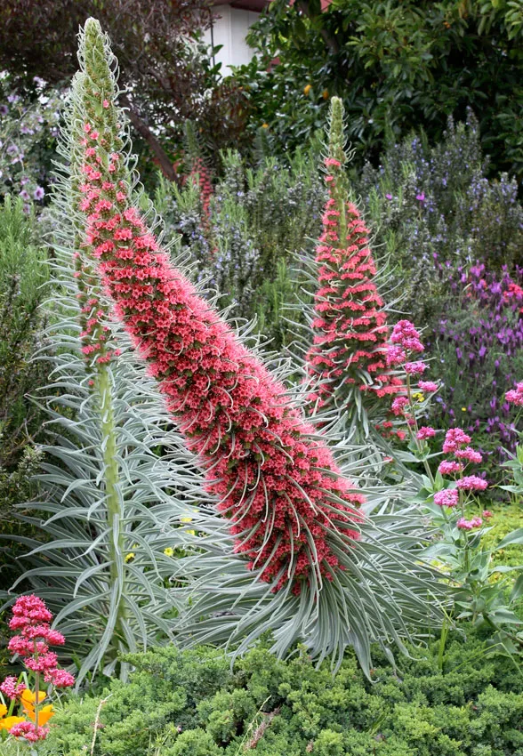 Photo Courtesy of Annie's Annuals & Perennials