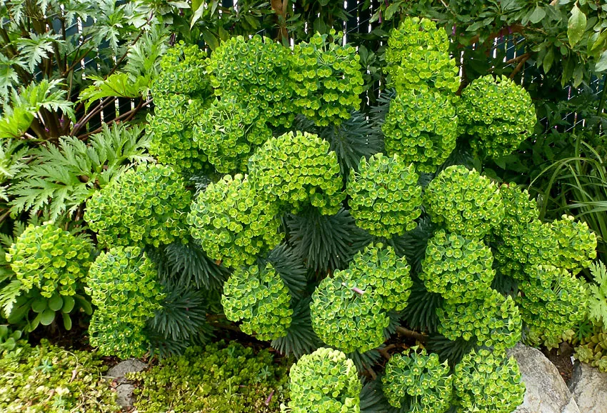 Photo Courtesy of Annie's Annuals & Perennials