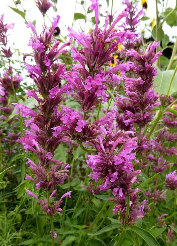 Photo Courtesy of Annie's Annuals & Perennials