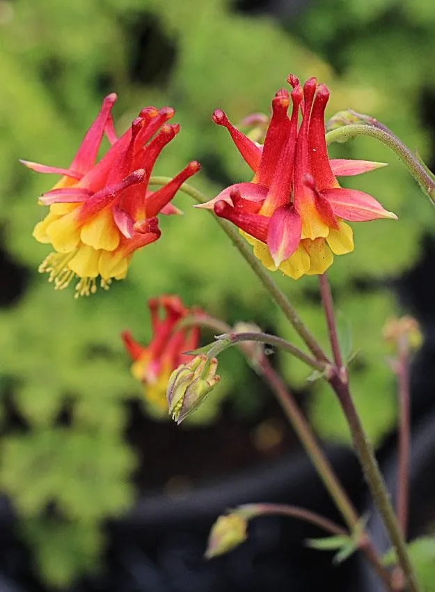 Photo Courtesy of Annie's Annuals & Perennials