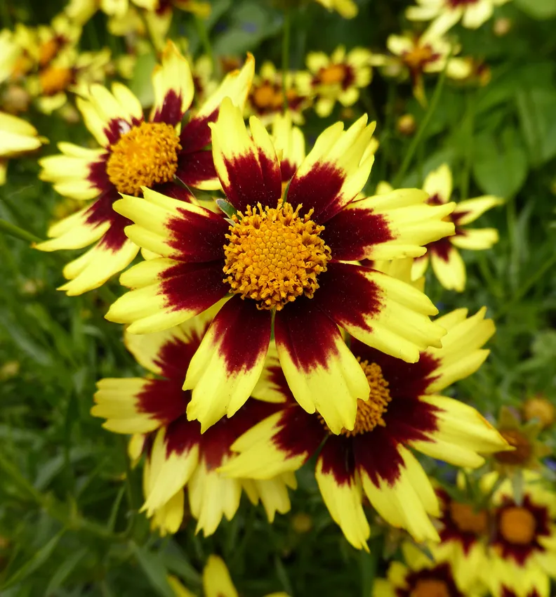Photo Courtesy of Annie's Annuals & Perennials