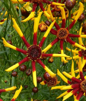 Photo Courtesy of Annie's Annuals & Perennials
