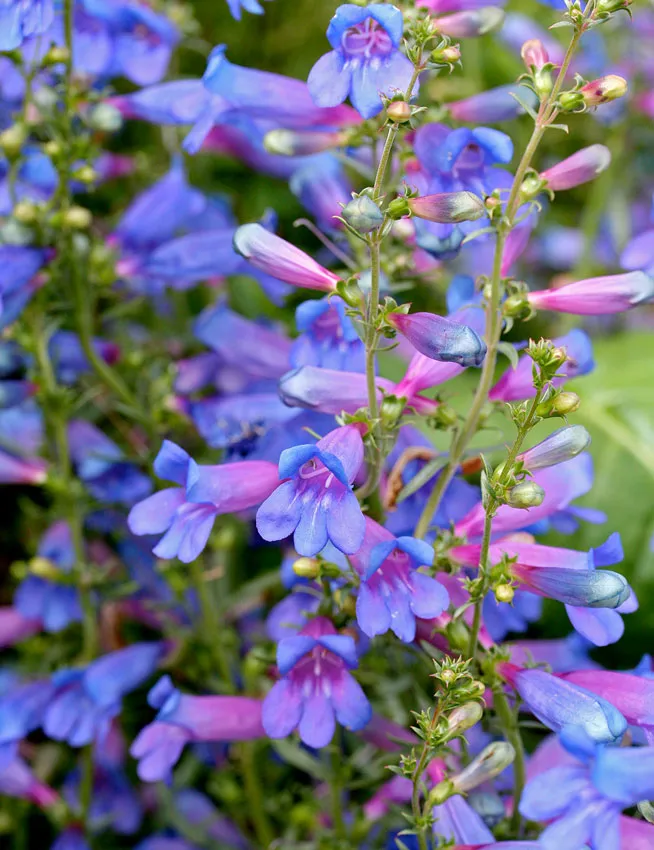 Photo Courtesy of Annie's Annuals & Perennials