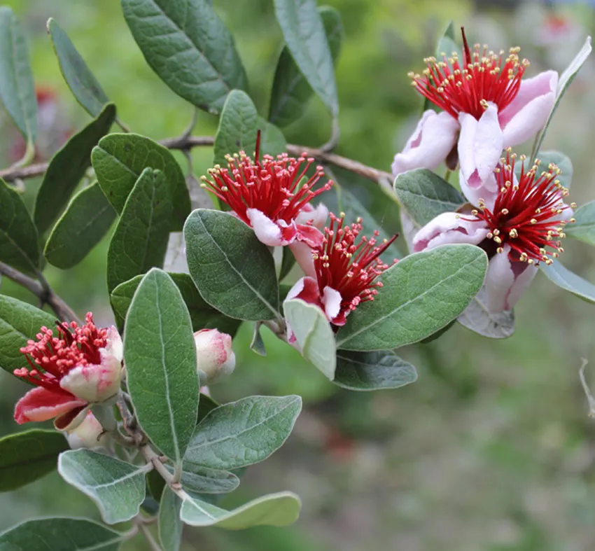 Photo Courtesy of Annie's Annuals & Perennials