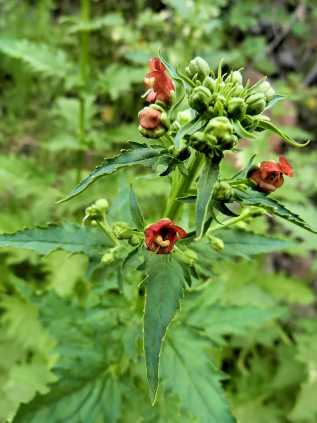 Photo Courtesy of Annie's Annuals & Perennials