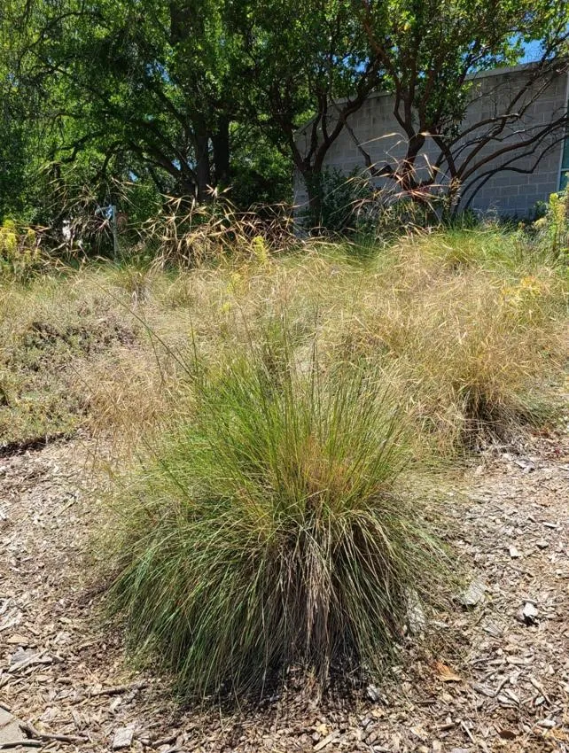 Photo Courtesy of Annie's Annuals & Perennials