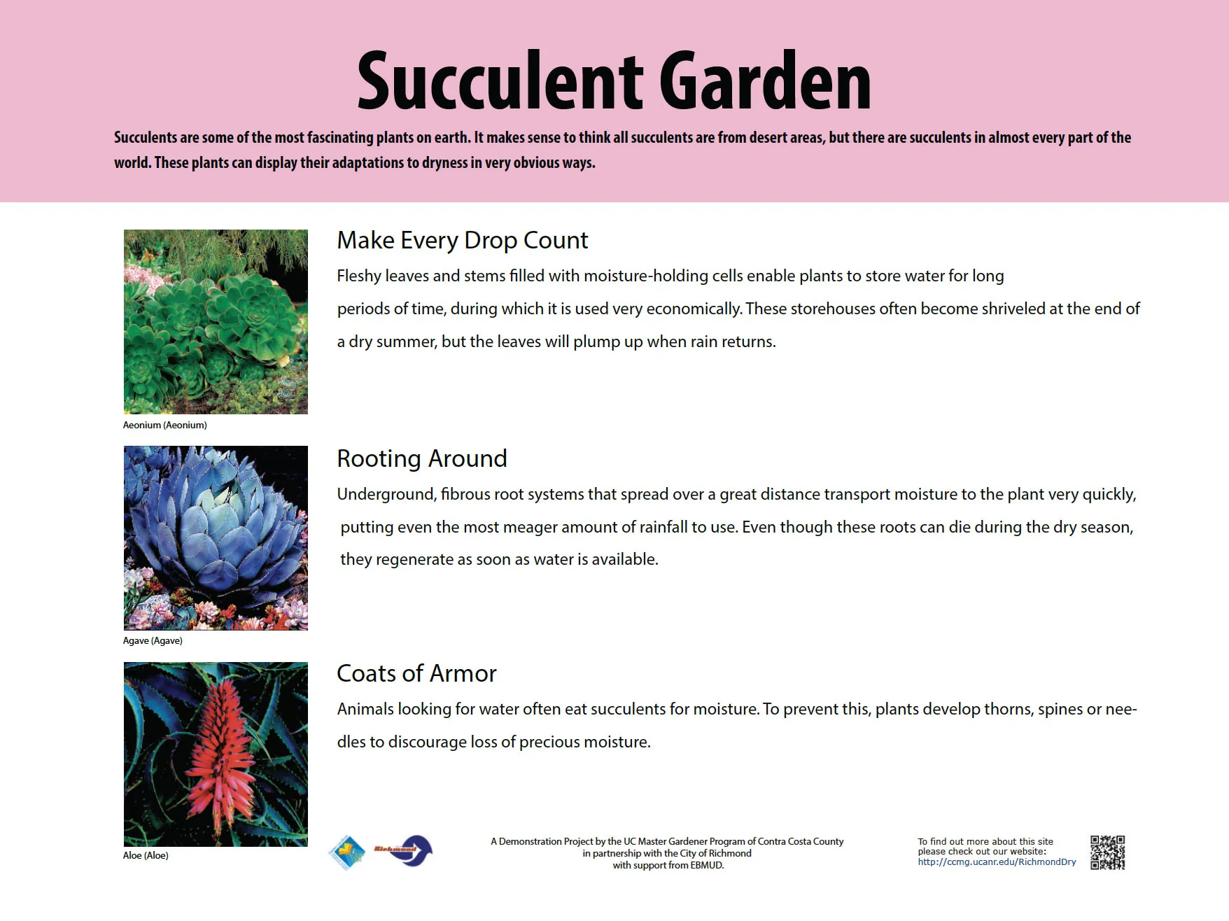 succulent