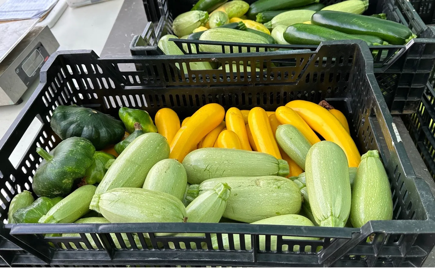 Squash 1
