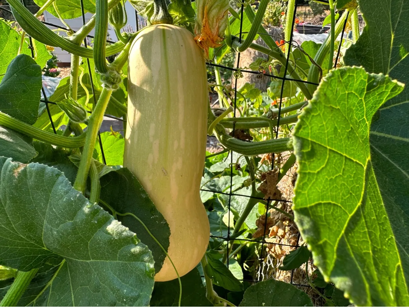 Squash 2