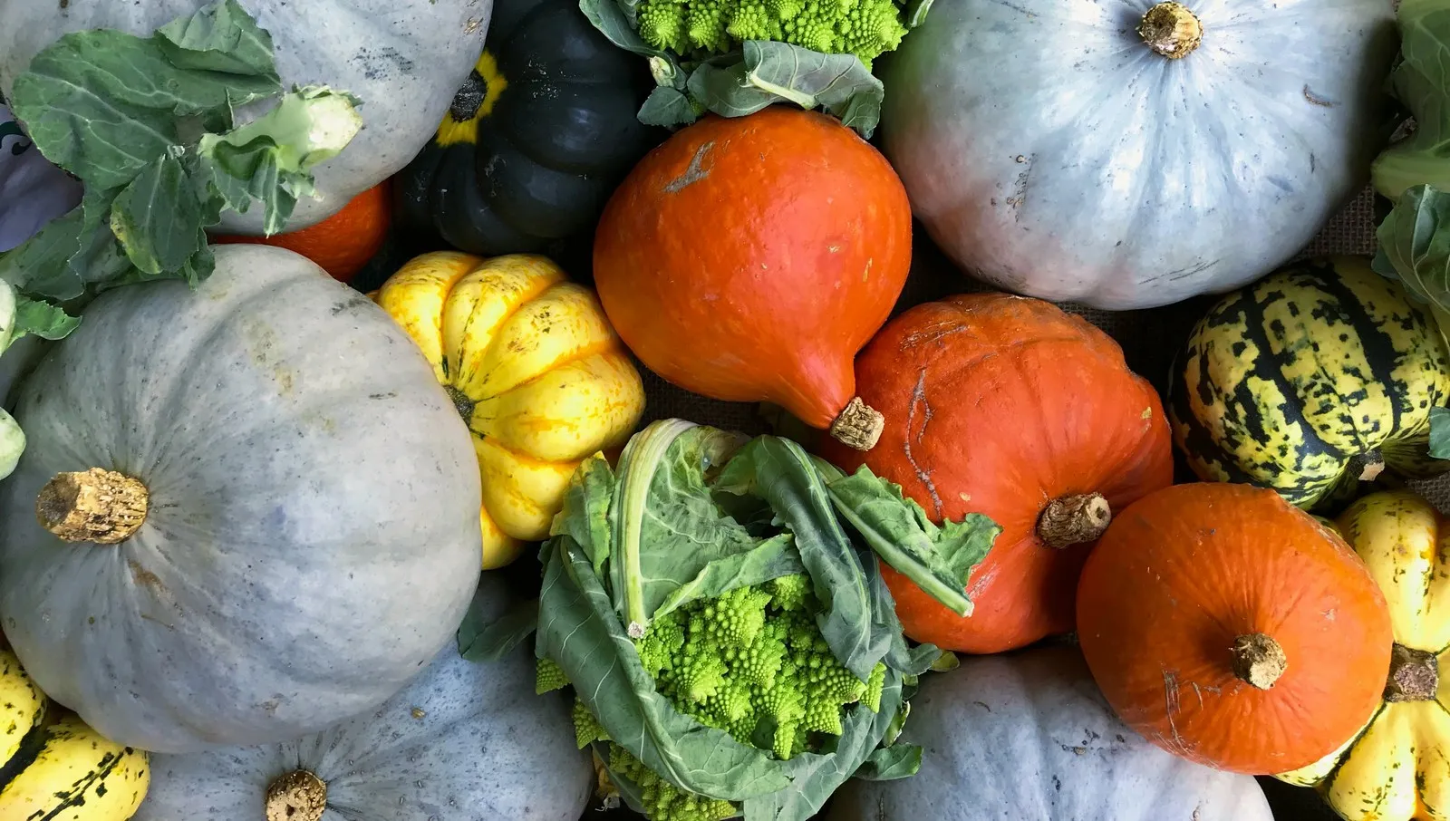 fall garden1600