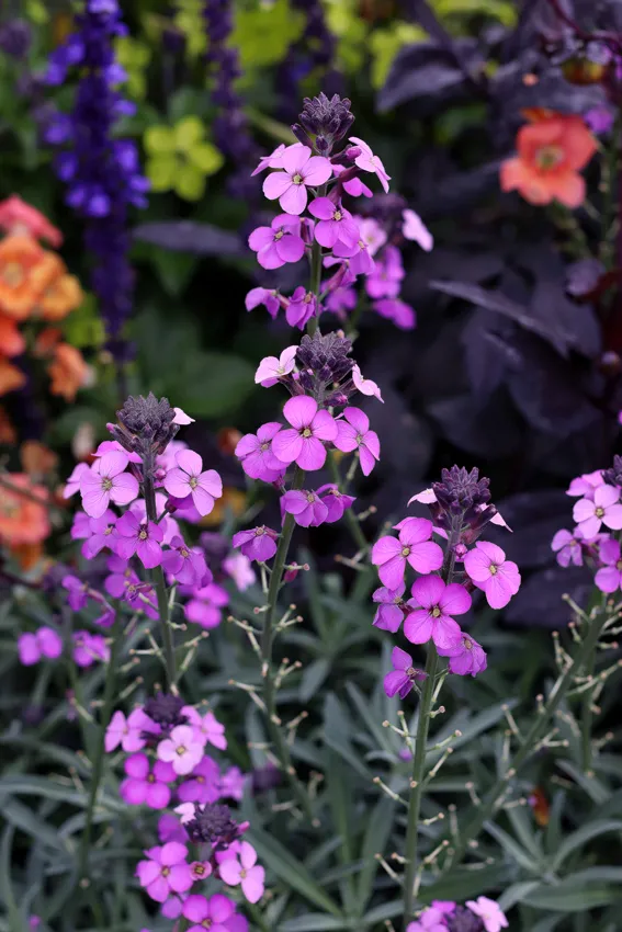 Photo Courtesy of Annie's Annuals & Perennials